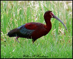 April 22, 2024 - A white-faced ibis in the grass. (Bill Hutchinson)