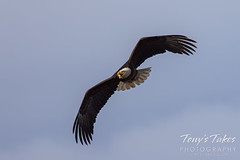 April 29, 2024 - A bald eagle makes an early morning flight. (Tony's Takes)