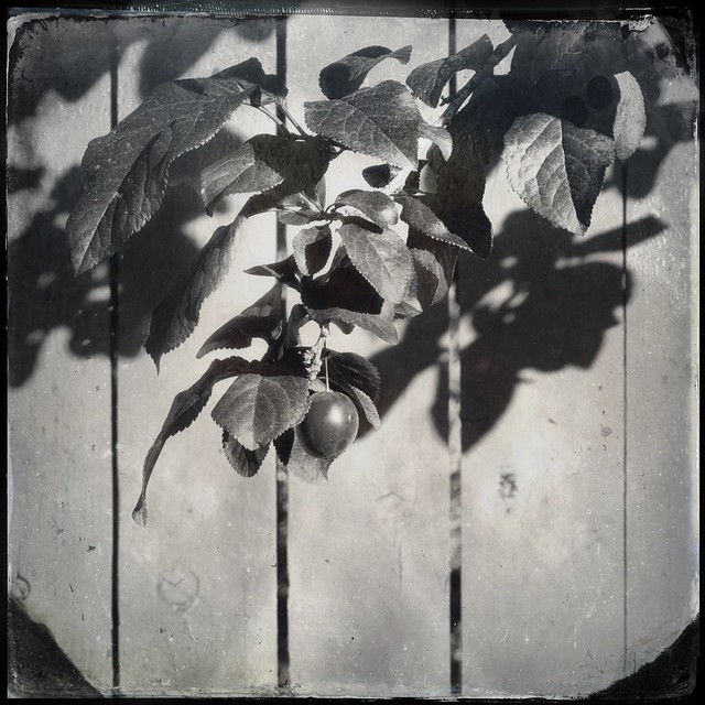 121-366 43024 Hipstamatic L-Scotty P F-D-Type Plate