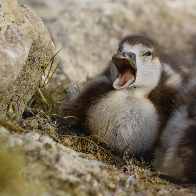 Little gosling, big yawn