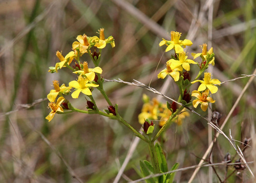 Roundpod St John's-wort (Hypericum cistifolium) Tosohatchee WMA, Orange County, FL, April 2024.  Bioblitz-City Nature Challenge.