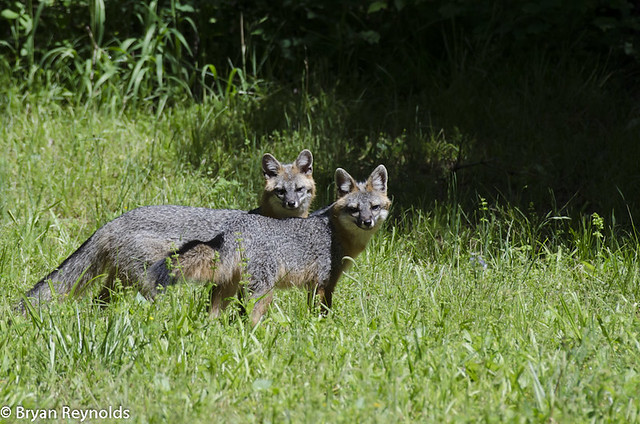 Gray Foxes, Urocyon cinereoargenteus