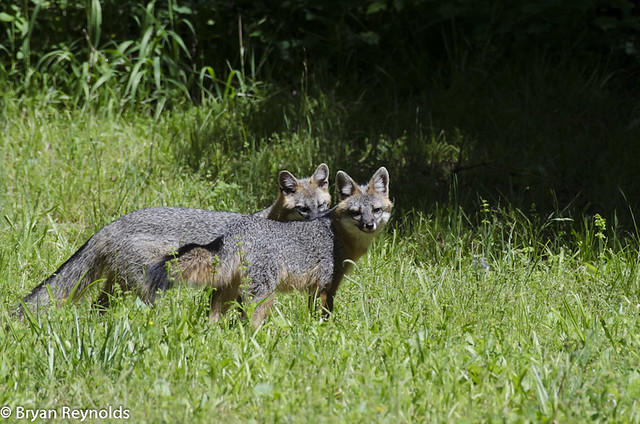Gray Foxes, Urocyon cinereoargenteus, nuzzling