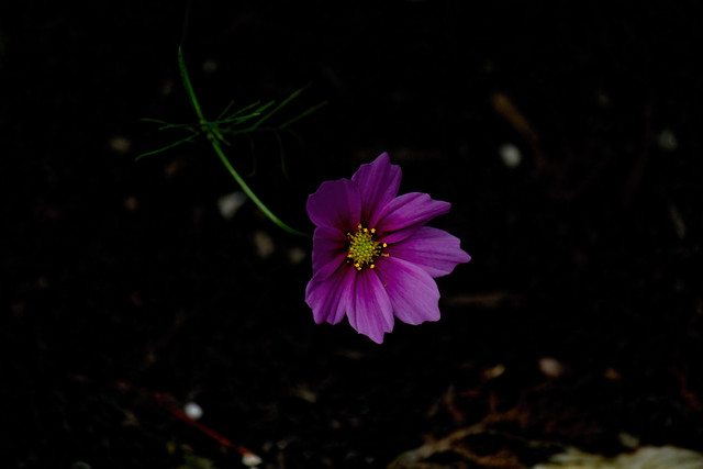 Cosmos in the Shade
