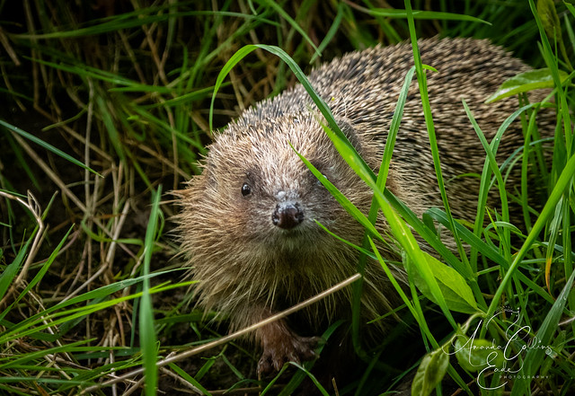 Let me tell you, trying to get a hedgehog, in particular a young hedgehog, to work with you is almost impossible!!