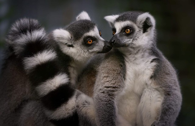 Lemur love