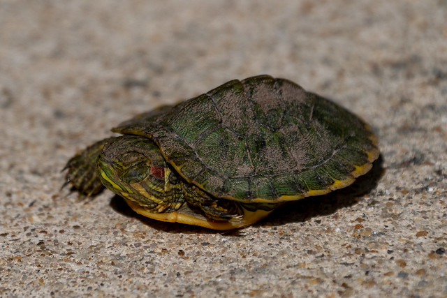 Red-Eared Slider Turtle Hatchling 6169