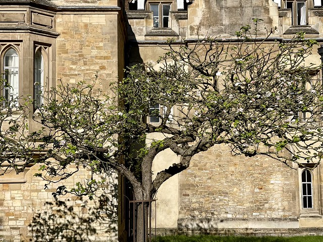 Cambridge Trees
