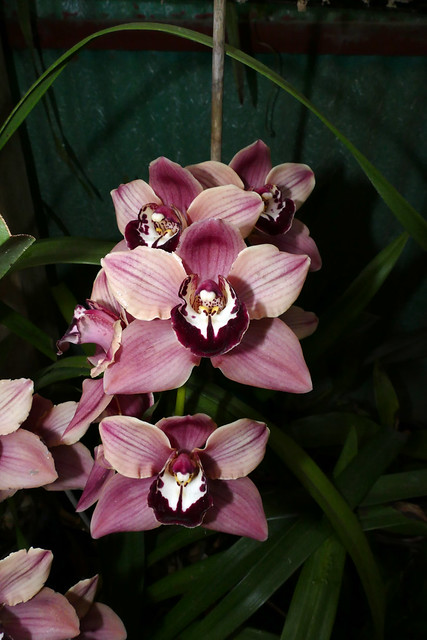 Cymbidium Mighty Remus 'Cabaret' orchid hybrid 4-24