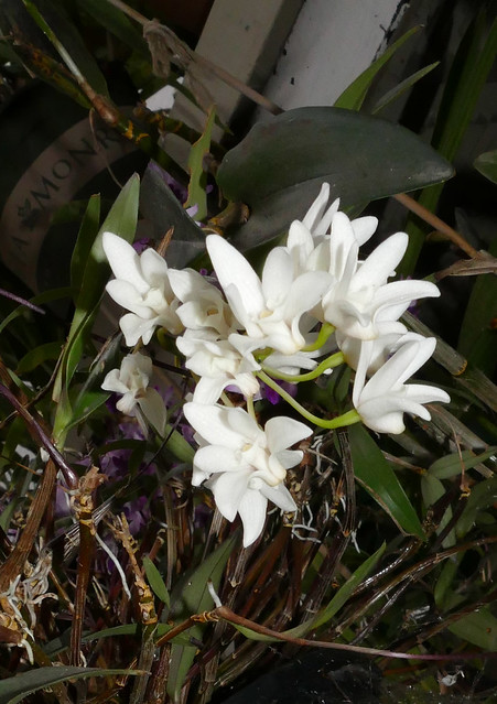 highly fragrant, Dendrobium falcorostrum species orchid 4-24