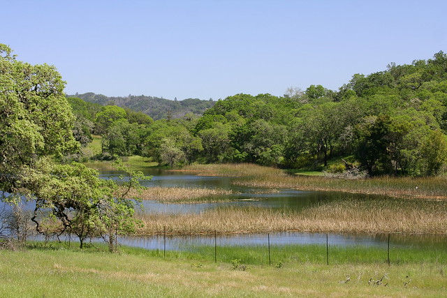 Tule Pond in mixed Woodland