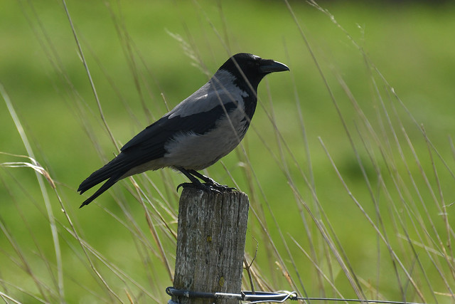 Gråkrage, Hooded crow, Nebelkrähe, Gråkråka (Corvus cornix)-7161