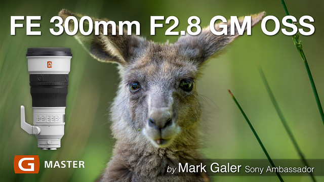 Sony FE-300mm-GM-Lens-Review