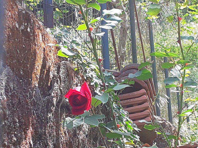 La rosa cremisi