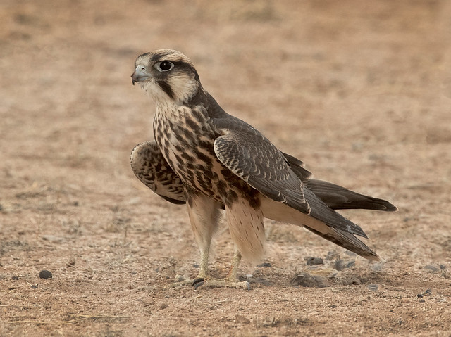 Ovambo Sparrow Hawk