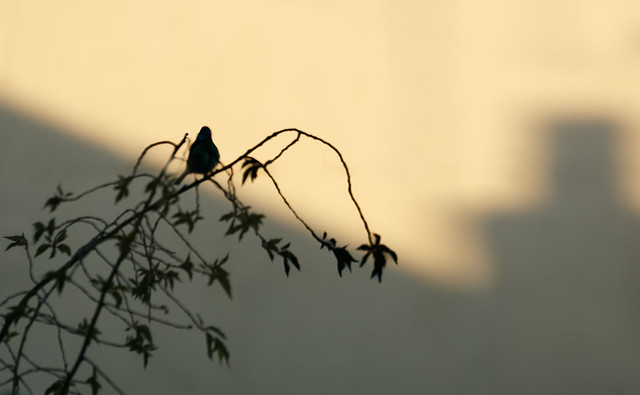 Bird-Chimney Shadow-Branch.jpg