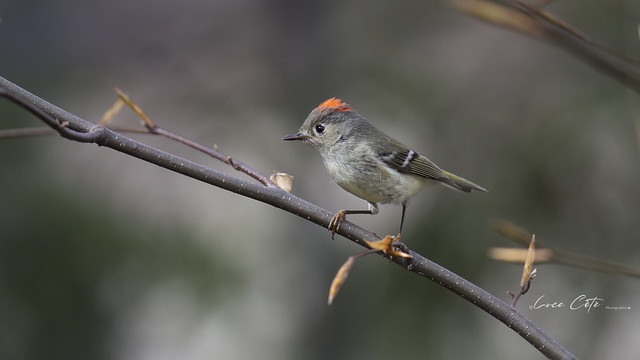 Ruby-crowned Kinglet / Roitelet à couronne rubis (M)