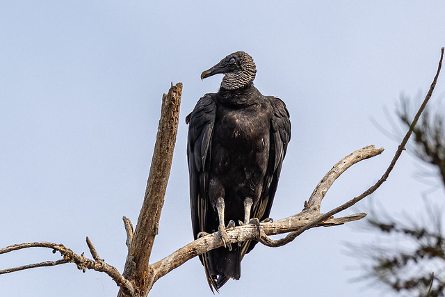Black Vulture Lake Chapala.jpg