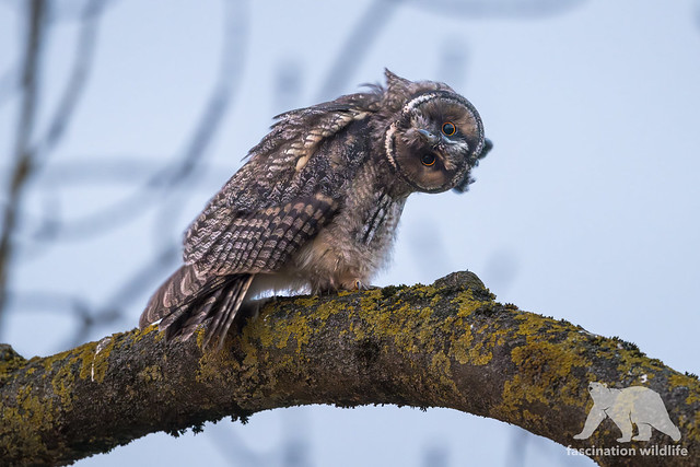 Long-eared owlet
