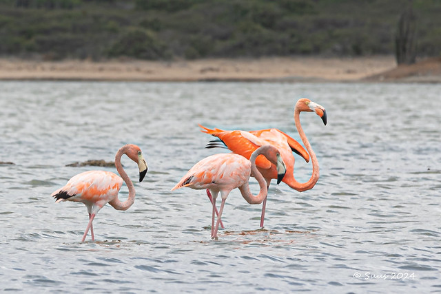... flamingo's ...