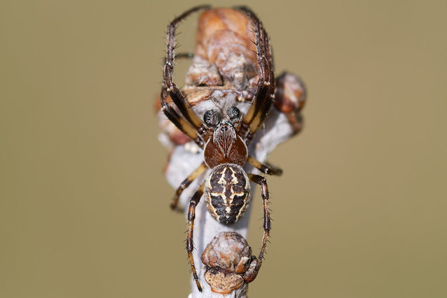 Spider (Larinioides) Hjulspindel