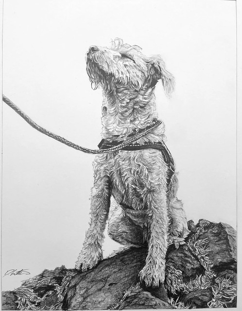 Rupert the Lakeland Terrier- drawing
