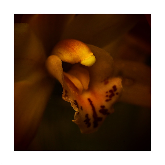 orchid ....(5665)