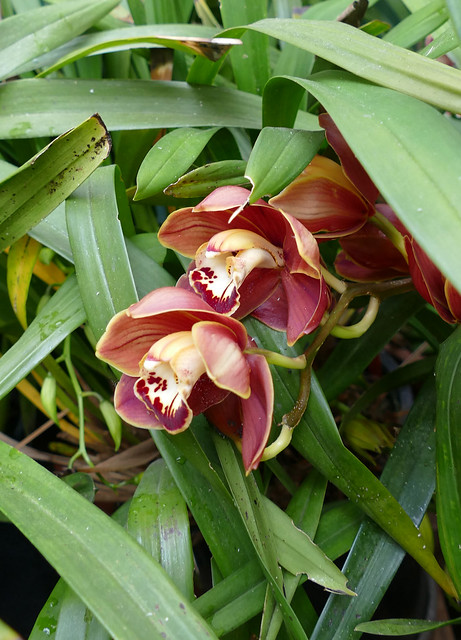 Cymbidium (Valley of Death 'Gypsy) x (Wallacia 'Burnt Gold' 4n) hybrid orchid 4-24
