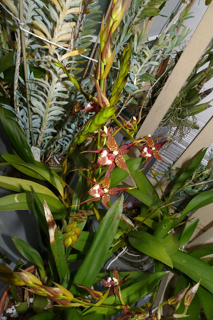 Rhynchostele cordata ('Pacifica' x 'Leopard' AM) species orchid 4-24