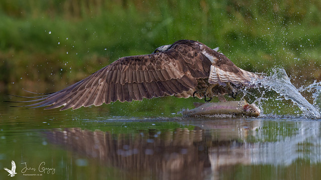 Outstretched Osprey sadly dropping its massive fish breakfast