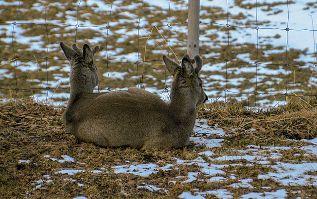 the very rare two headed roe deer!!