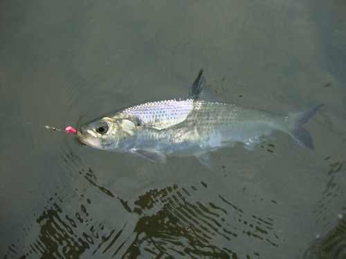 Photo of fish in the water caught on a line