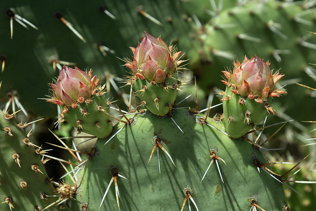 20240430 Prickly Pear Buds