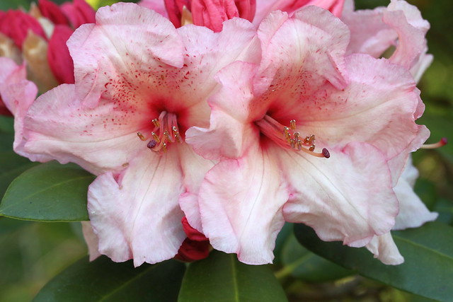 Rhododendron In Peach