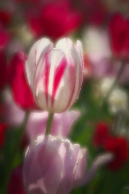 Mid-morning tulips...