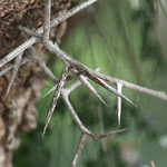 Water Locust (Gleditsia aquatica) Tosohatchee WMA, Orange County, FL, April 2024.  Bioblitz-City Nature Challenge.