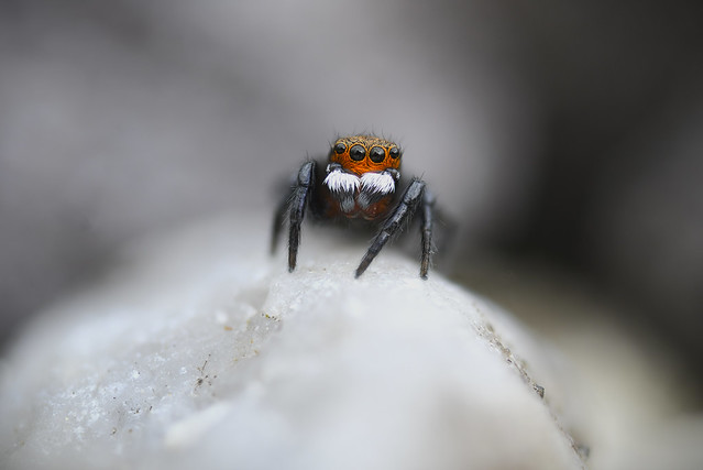 Red-faced Jumping Spider (Euophrys petrensis)