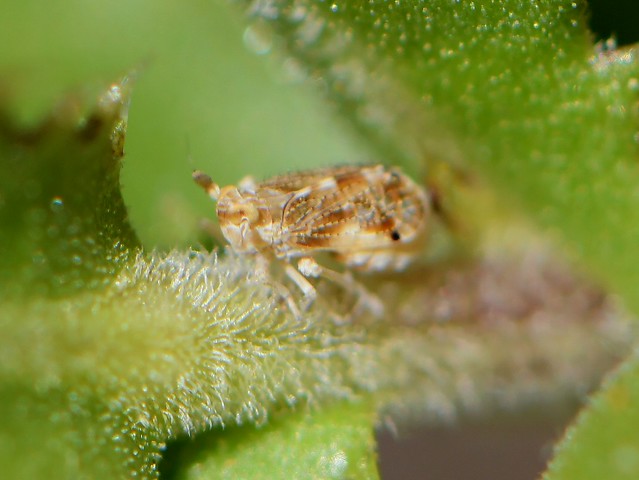 Planthopper on Sawtooth Goldenbush