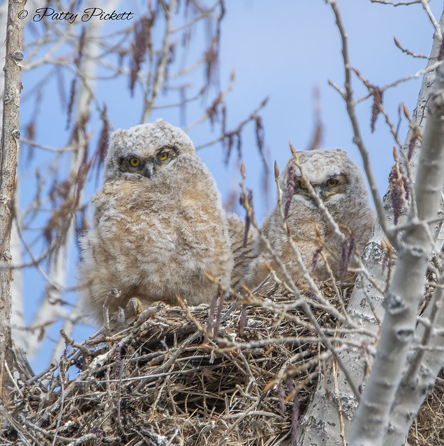 great horned owlets