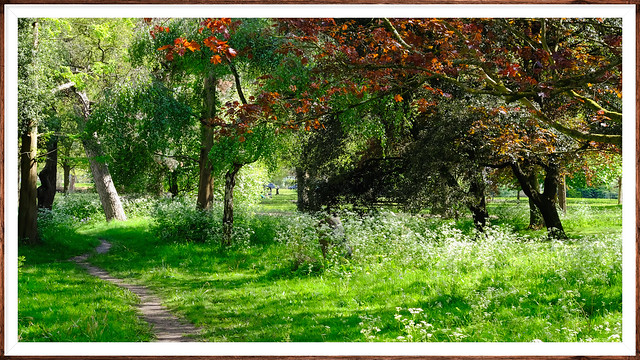 Spring Woodland @ Peckham rye Park