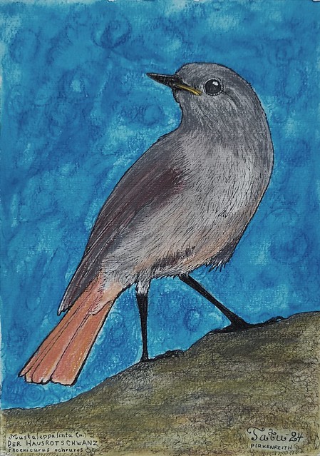 Black Redstart (f)