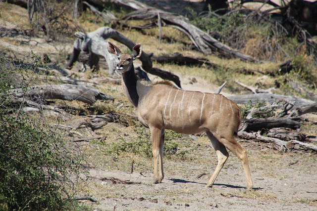Kudu, Makgadikgadi Pans National Park, Botswana 20230511