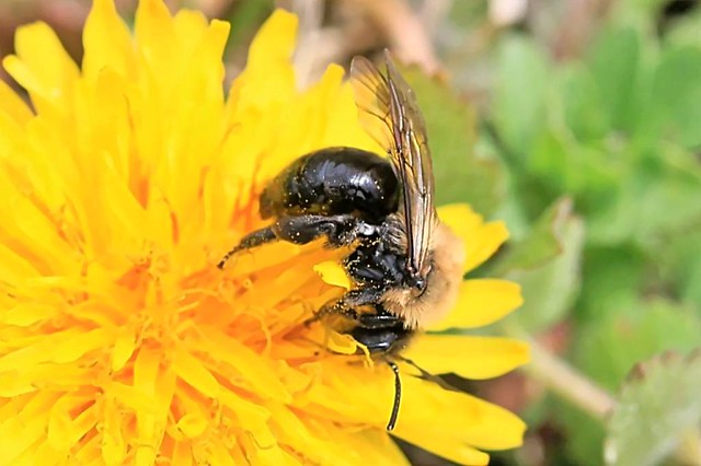 2024 Carlin's Mining Bee 011 - Andrena Carlini
