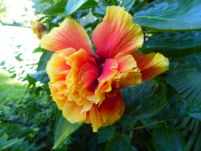 831. Double petal, double color hibiscus flower in Botanic Garden