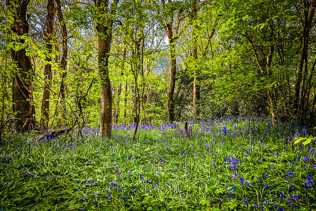bluebells in lord's wood