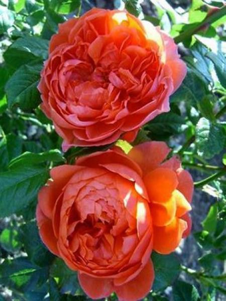 Roses anglaises