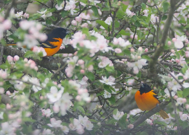 We had *TWO* Baltimore Orioles at the same time today!  We've hardly ever had one before yesterday.  #BirdWatching #BaltimoreOrioles #Orioles #Oriole #BaltimoreOriole #TrumbullCT #AppleTree