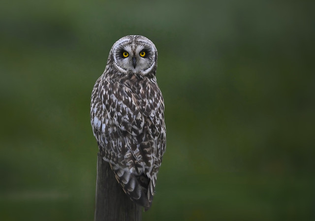 Short Eared Owl...