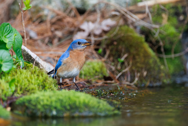 Bluebird at the stream