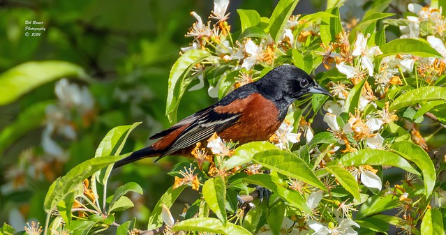 Orchard Oriole.